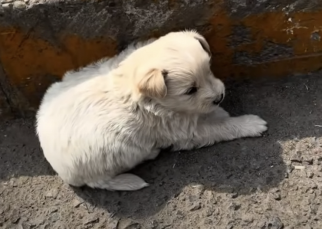 A puppy nestled into the crevice of the curb, finding solace in the shade it provided