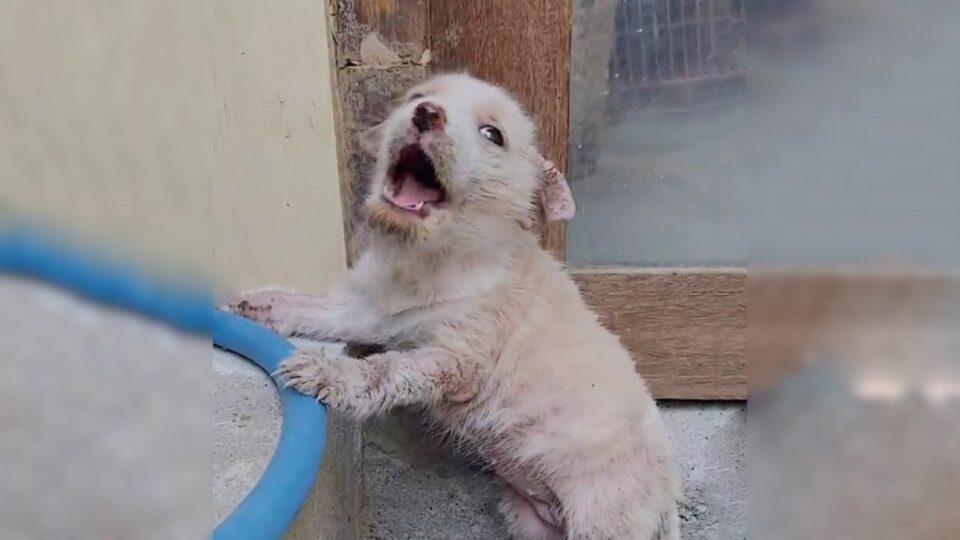 Heartbroken Dog Continues to Cry Uncontrollably After Being Cruelly Abandoned at a Local Market