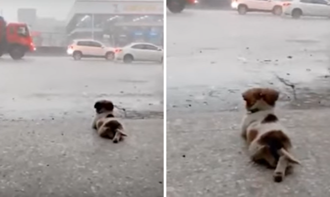 A Heartwarming Video Showing a Dog Enjoying a Rainy Day