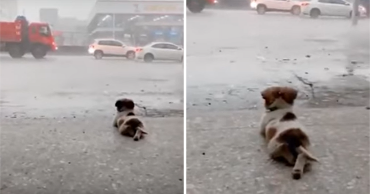 A Heartwarming Video Showing a Dog Enjoying a Rainy Day