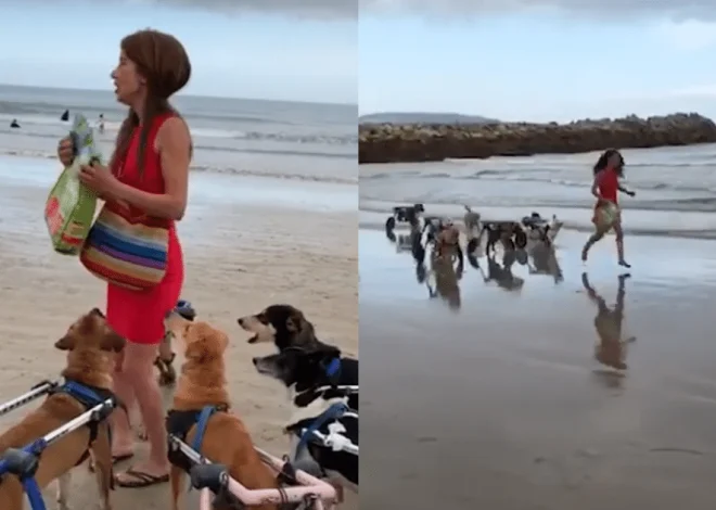 Eighteen Disabled Dogs Experience Their First Beach Outing with a Compassionate Woman