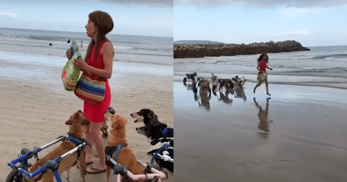 Eighteen Disabled Dogs Experience Their First Beach Outing with a Compassionate Woman