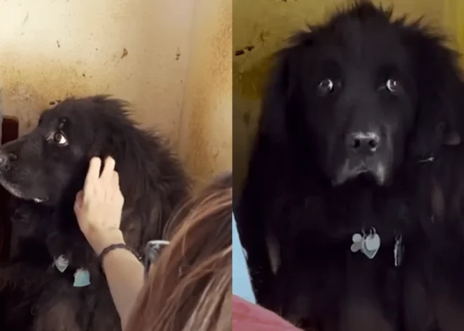 Neglected Dog Remains in a Corner for Six Years Until Finally Being Rescued