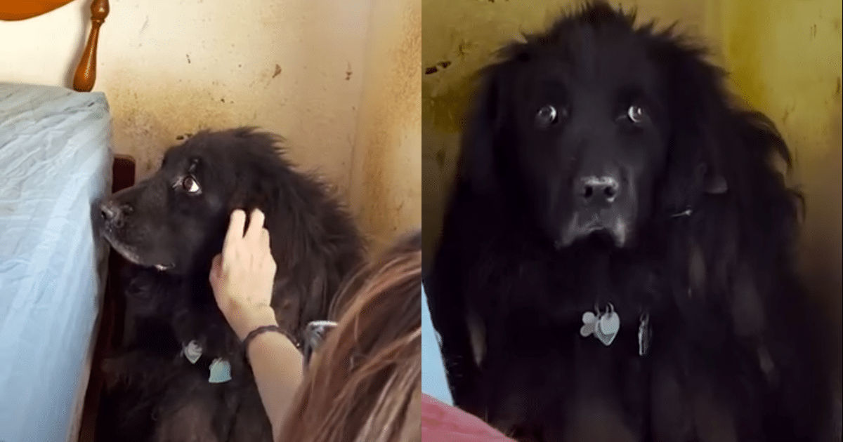 Neglected Dog Remains in a Corner for Six Years Until Finally Being Rescued