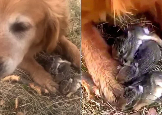 You’ll Be Amazed by What This Golden Retriever Discovered During His Walk in the Forest