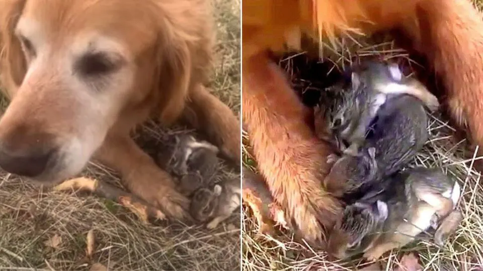 You’ll Be Amazed by What This Golden Retriever Discovered During His Walk in the Forest