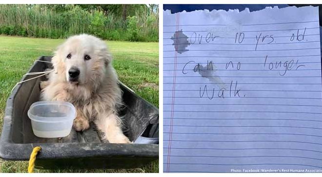 Senior Dog Abandoned Outside Animal Shelter with a Heartbreaking Note