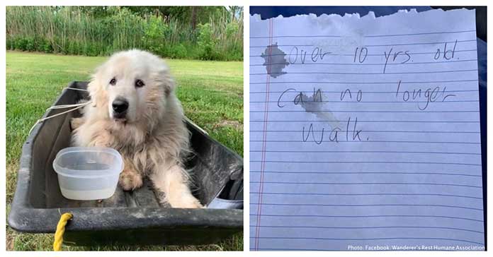 Senior Dog Abandoned Outside Animal Shelter with a Heartbreaking Note