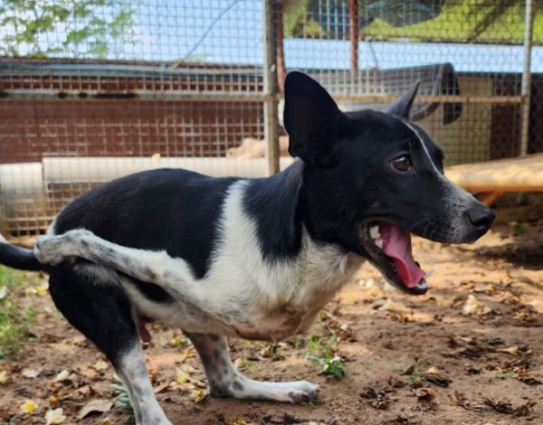 A puppy born with a rare birth defect miraculously survives and grows into a healthy adult