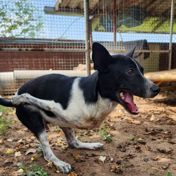 A puppy born with a rare birth defect miraculously survives and grows into a healthy adult