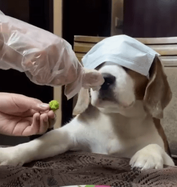 How to Encourage Your Beagle to Eat Vegetables: Helpful Tips and Tricks