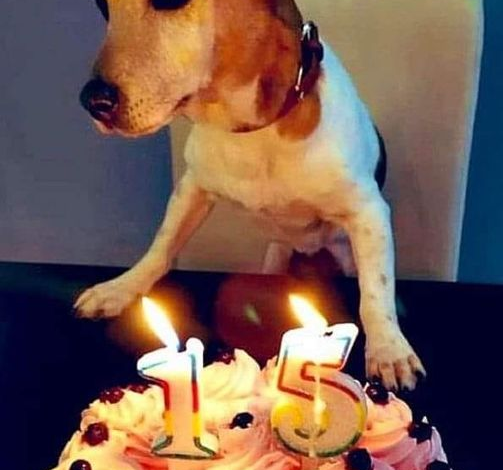 Wishing a Joyous 15th Birthday to Our Beloved and Adorable Beagle!