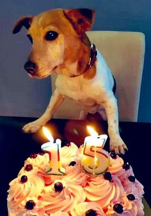 Wishing a Joyous 15th Birthday to Our Beloved and Adorable Beagle!