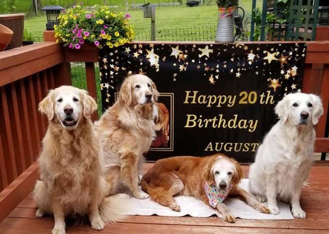 Meet “Augie,” the Golden Retriever who has just set a record as the oldest dog at 20 years old