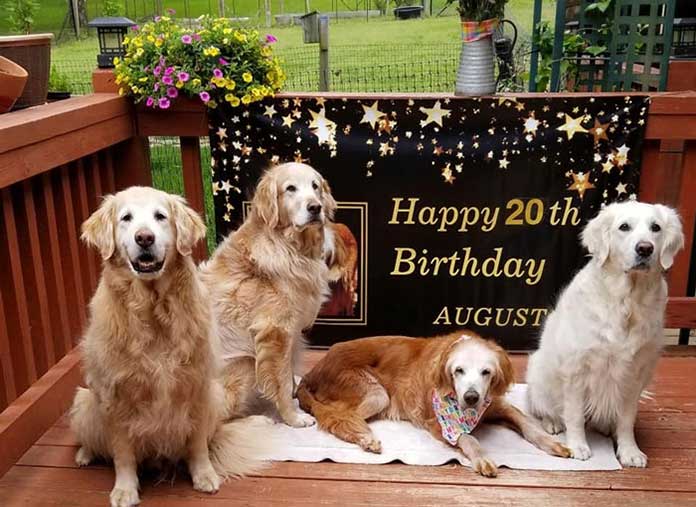 Meet “Augie,” the Golden Retriever who has just set a record as the oldest dog at 20 years old