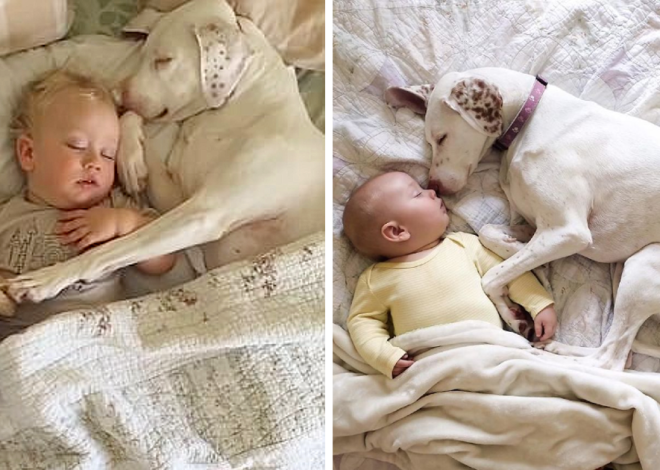 This dog was mistreated by his previous owner. However, he was eventually taken in by a new family, where he now receives comfort and love from a child.