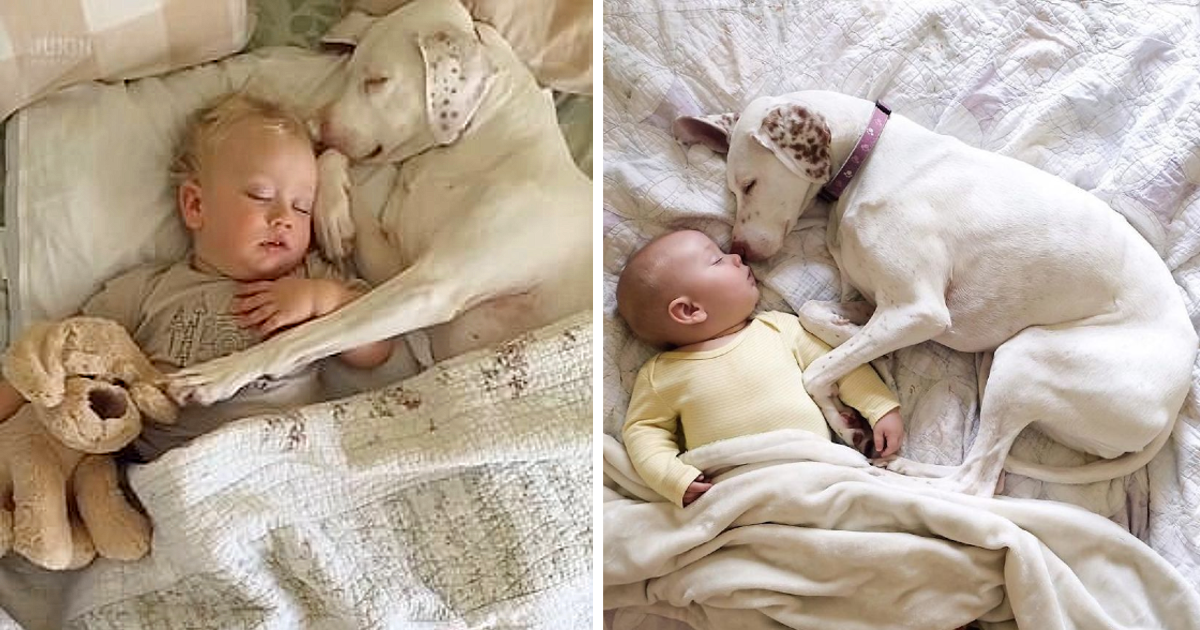 This dog was mistreated by his previous owner. However, he was eventually taken in by a new family, where he now receives comfort and love from a child.