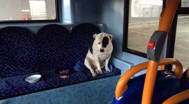 A Kindhearted Bus Driver Discovers an Abandoned Dog and Stays With Him Throughout the Night to Offer Comfort and Security