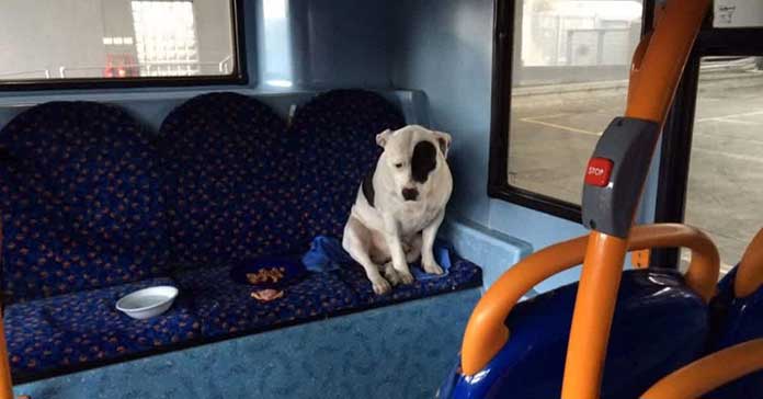 A Kindhearted Bus Driver Discovers an Abandoned Dog and Stays With Him Throughout the Night to Offer Comfort and Security