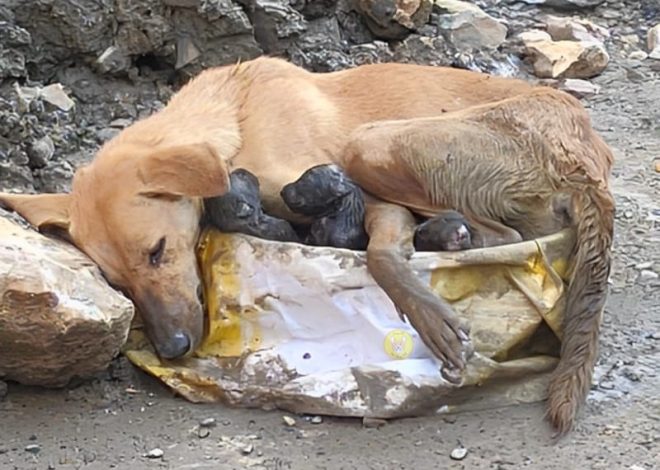 Gentle Rescue: A Weary Mother Dog Clings to Her Puppies on Shaky Legs, Showing a Touching Display of Emotion