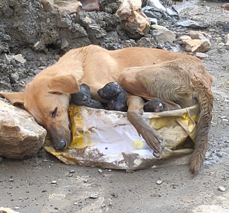 Gentle Rescue: A Weary Mother Dog Clings to Her Puppies on Shaky Legs, Showing a Touching Display of Emotion