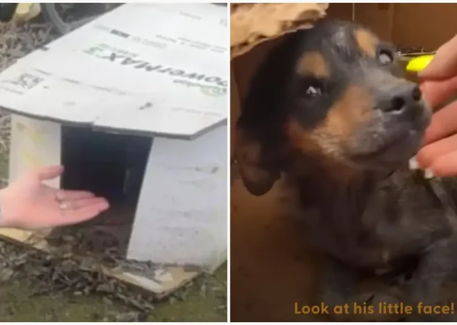 The puppy, which was discovered inside a wet cardboard box, has finally received the bed of its dreams