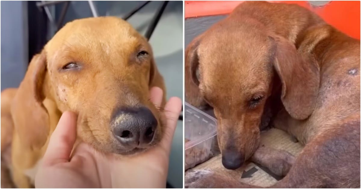 A woman attempts to coax a puppy with kind words and kibble, but the puppy refuses to go with her