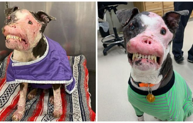 Rescue Dog with Autoimmune Disease Demonstrates that True Beauty Comes from Within