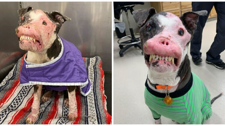 Rescue Dog with Autoimmune Disease Demonstrates that True Beauty Comes from Within