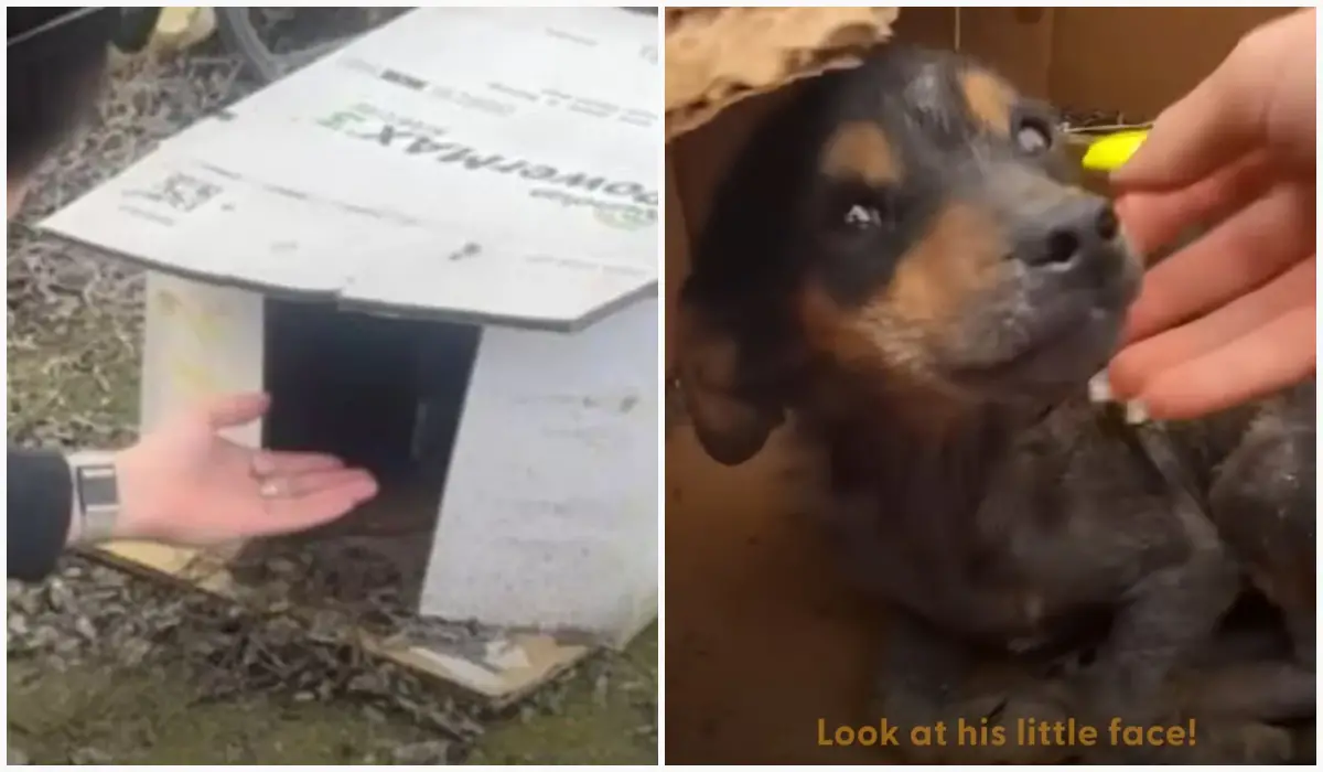 The puppy, which was discovered inside a wet cardboard box, has finally received the bed of its dreams