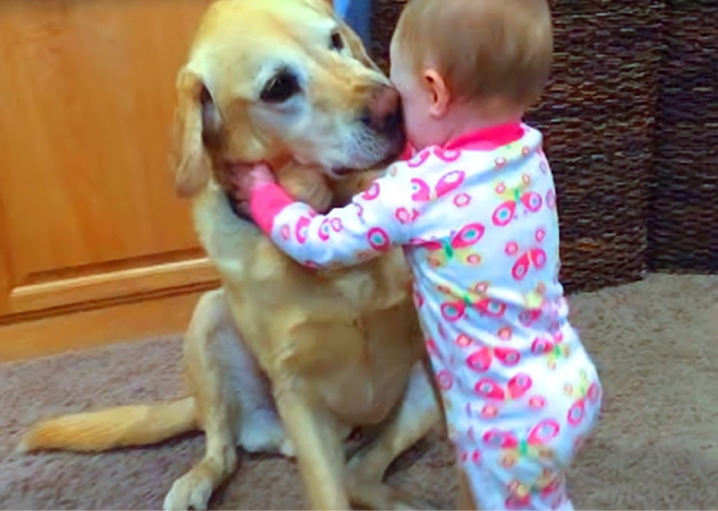 A tearful 3-year-old boy, in a moment filled with emotion, finds solace in the warm embrace of his beloved dog. This heartwarming scene beautifully captures the profound and touching connection that exists between humans and animals.