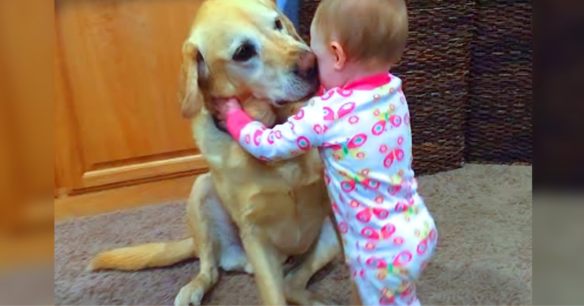 A tearful 3-year-old boy, in a moment filled with emotion, finds solace in the warm embrace of his beloved dog. This heartwarming scene beautifully captures the profound and touching connection that exists between humans and animals.