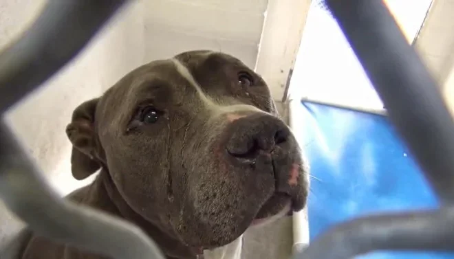 A Loyal Dog is Devastated After Being Abandoned by His Family at a High-Risk Shelter