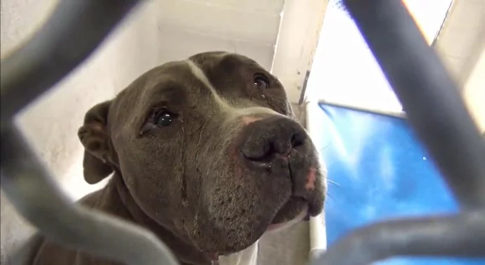 A Loyal Dog is Devastated After Being Abandoned by His Family at a High-Risk Shelter