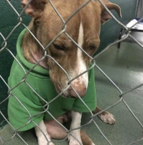 In a poignant story, a dog sheds tears while wearing the Christmas sweater given to him by his late owner, clinging to the cherished memories associated with it