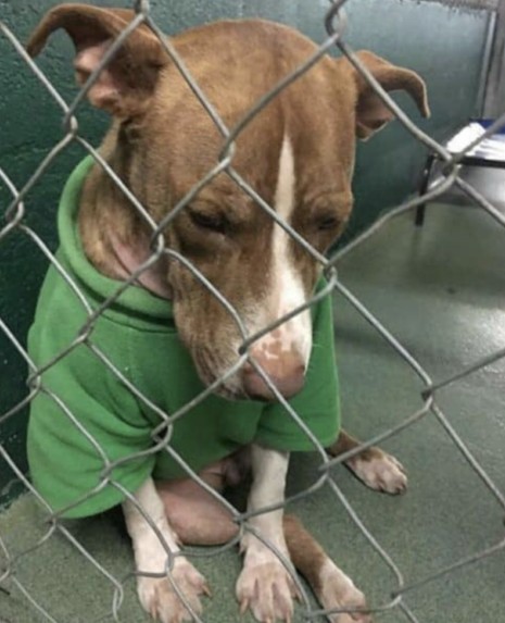 In a poignant story, a dog sheds tears while wearing the Christmas sweater given to him by his late owner, clinging to the cherished memories associated with it