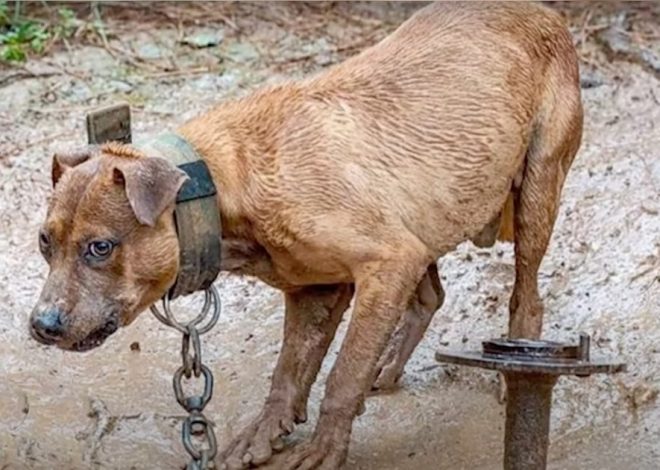 Dog in Chains Goes to Extreme Lengths to Free Herself