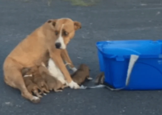 Frightened Dog and Her Nine Puppies Abandoned in Church Parking Lot