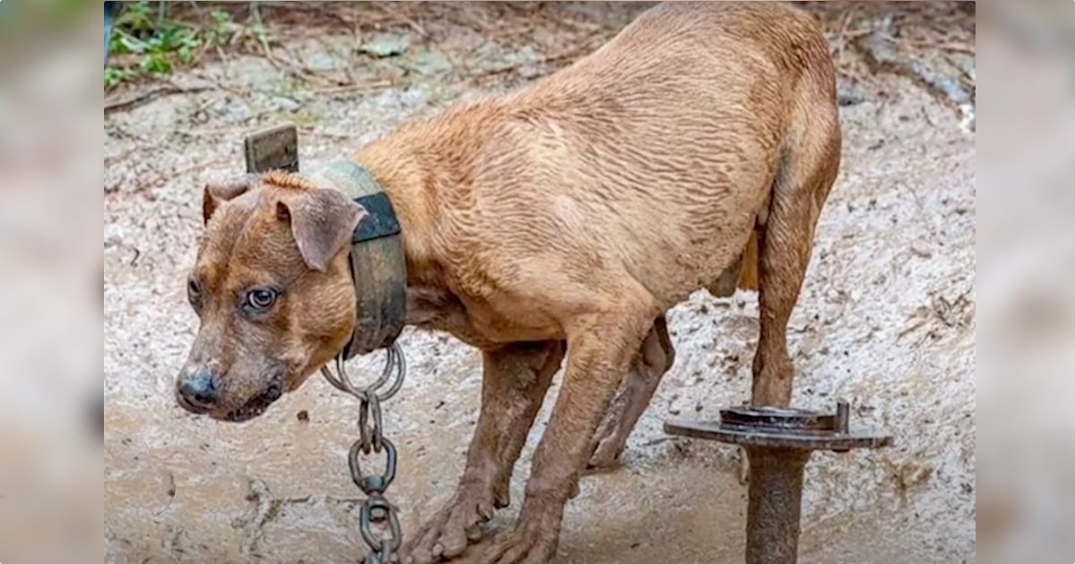 Dog in Chains Goes to Extreme Lengths to Free Herself