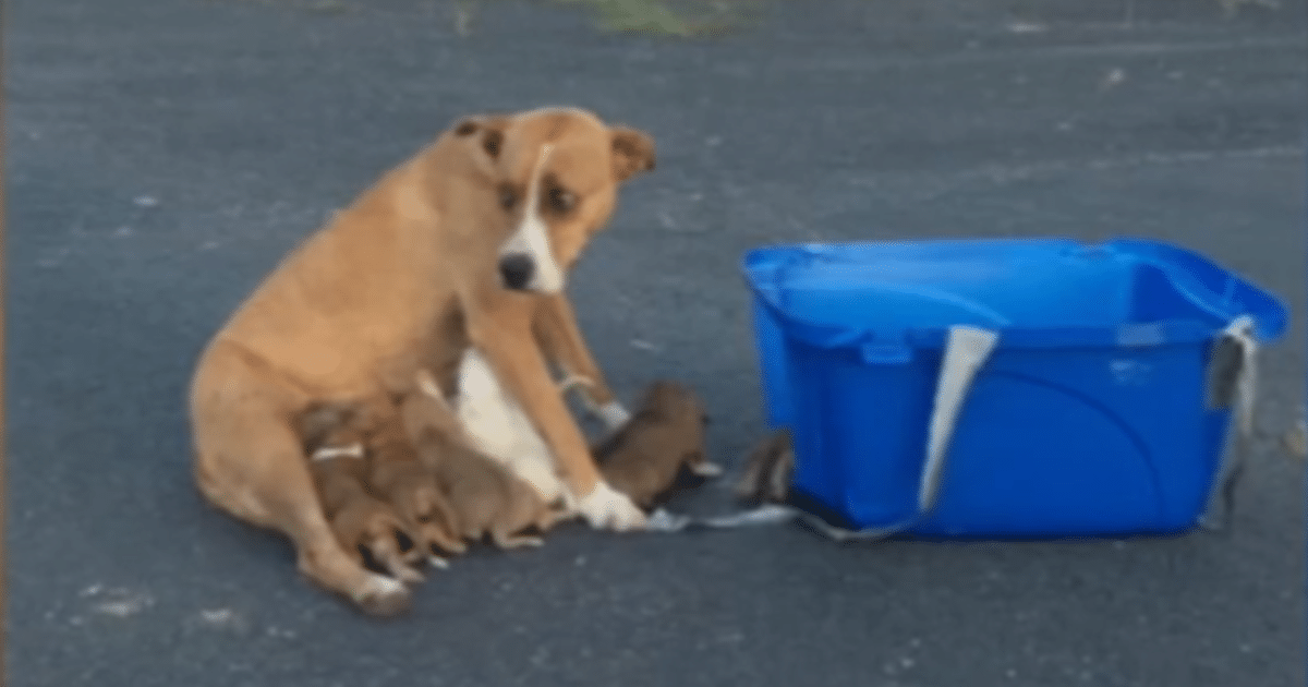 Frightened Dog and Her Nine Puppies Abandoned in Church Parking Lot