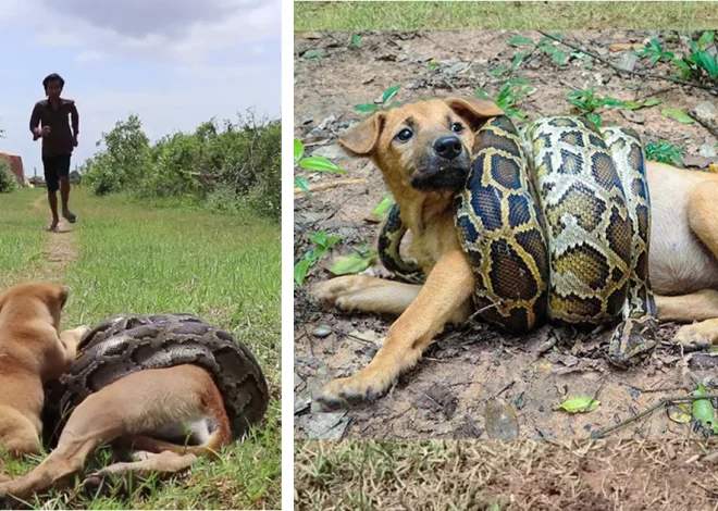 A brave and heroic puppy cries out for assistance and fights with great determination to rescue its mother from the attack of a monstrous python