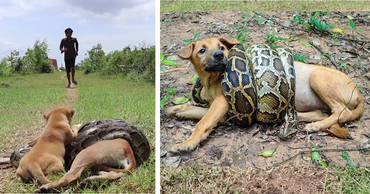 A brave and heroic puppy cries out for assistance and fights with great determination to rescue its mother from the attack of a monstrous python