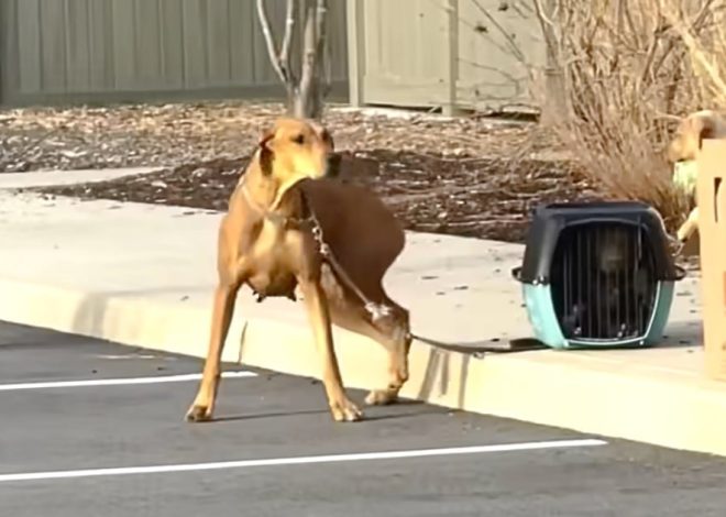 Dog Abandoned Outside Shelter with Puppies Tied Up Around Her