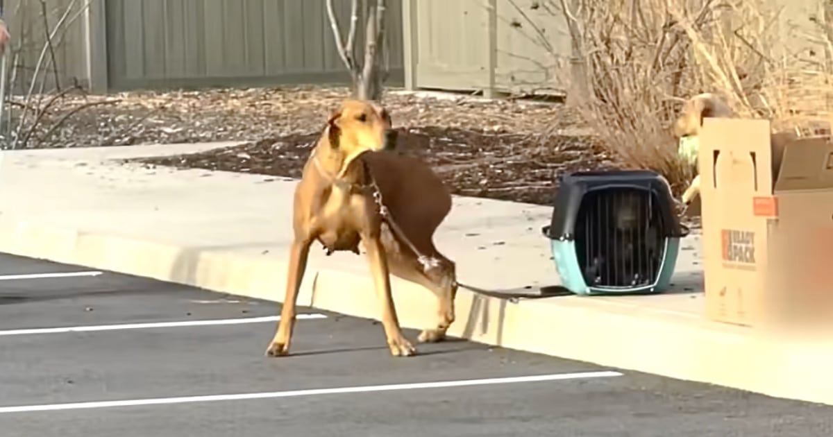 Dog Abandoned Outside Shelter with Puppies Tied Up Around Her