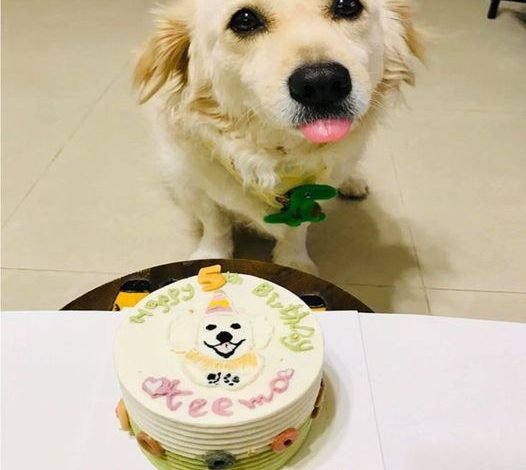 Today marks the 5th birthday of this incredibly adorable dog! ❤️ This precious pup has brought an immense amount of joy and happiness to everyone around. Let’s send our warmest wishes and share in the joy with everyone!