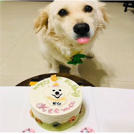 Today marks the 5th birthday of this incredibly adorable dog! ❤️ This precious pup has brought an immense amount of joy and happiness to everyone around. Let’s send our warmest wishes and share in the joy with everyone!