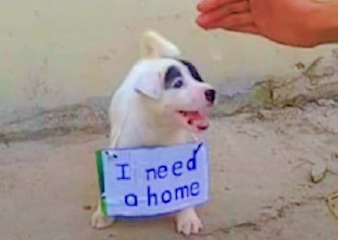 Abandoned Puppy Radiates with Joy When Man Approaches to Pet Him