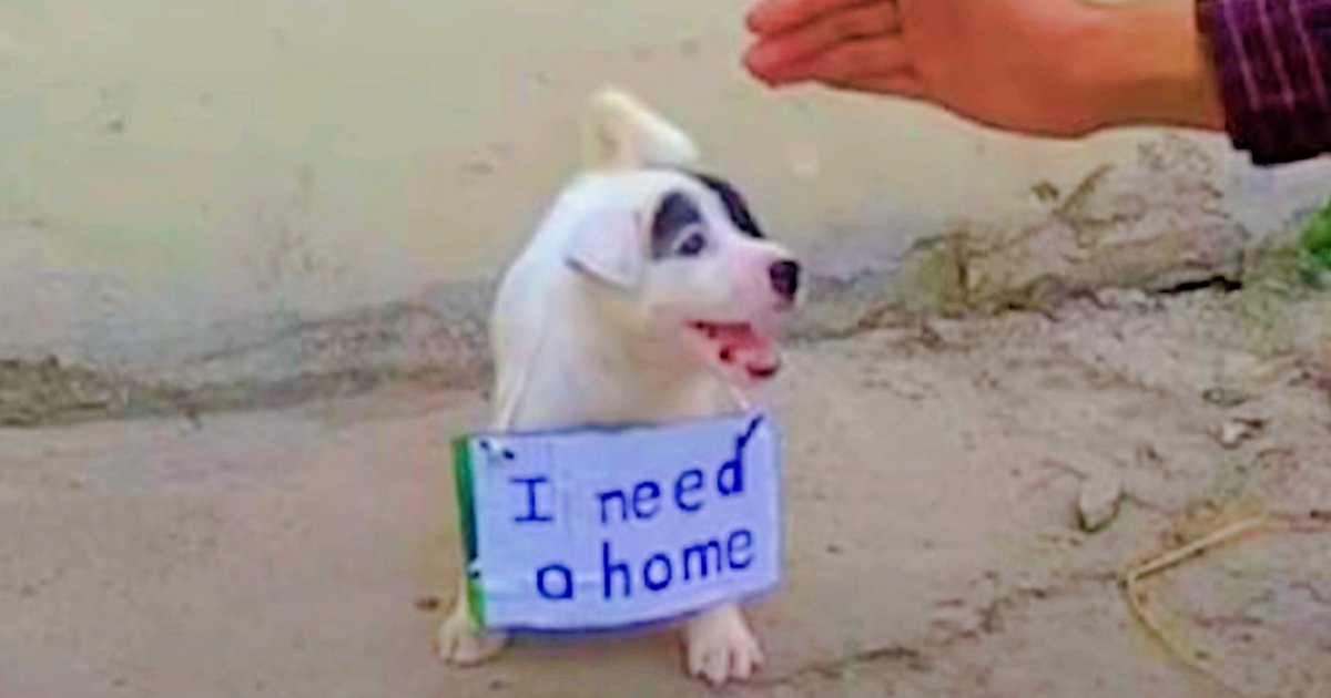 Abandoned Puppy Radiates with Joy When Man Approaches to Pet Him