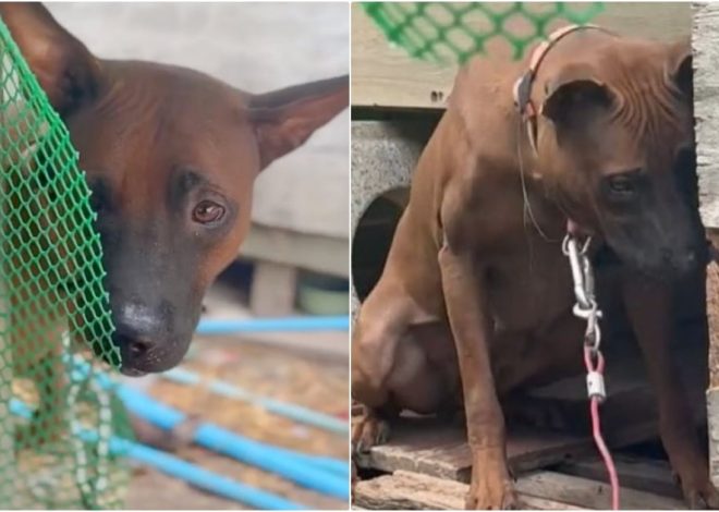 Dog Initially Relieved When Kind People Came to Free Her, but Owner Refused Assistance