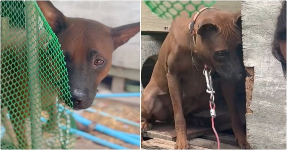 Dog Initially Relieved When Kind People Came to Free Her, but Owner Refused Assistance